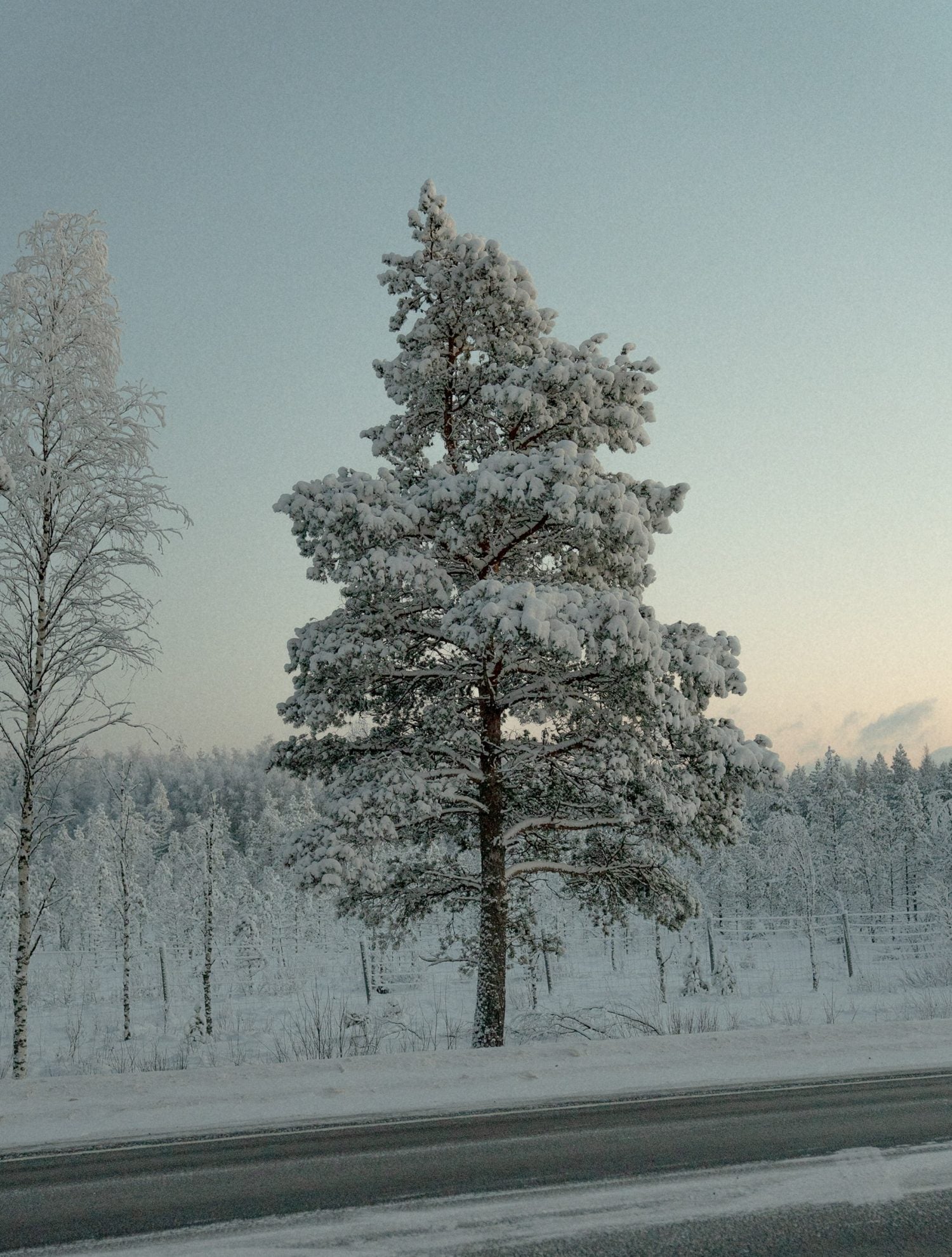 Finnish winter landscape with pine trees